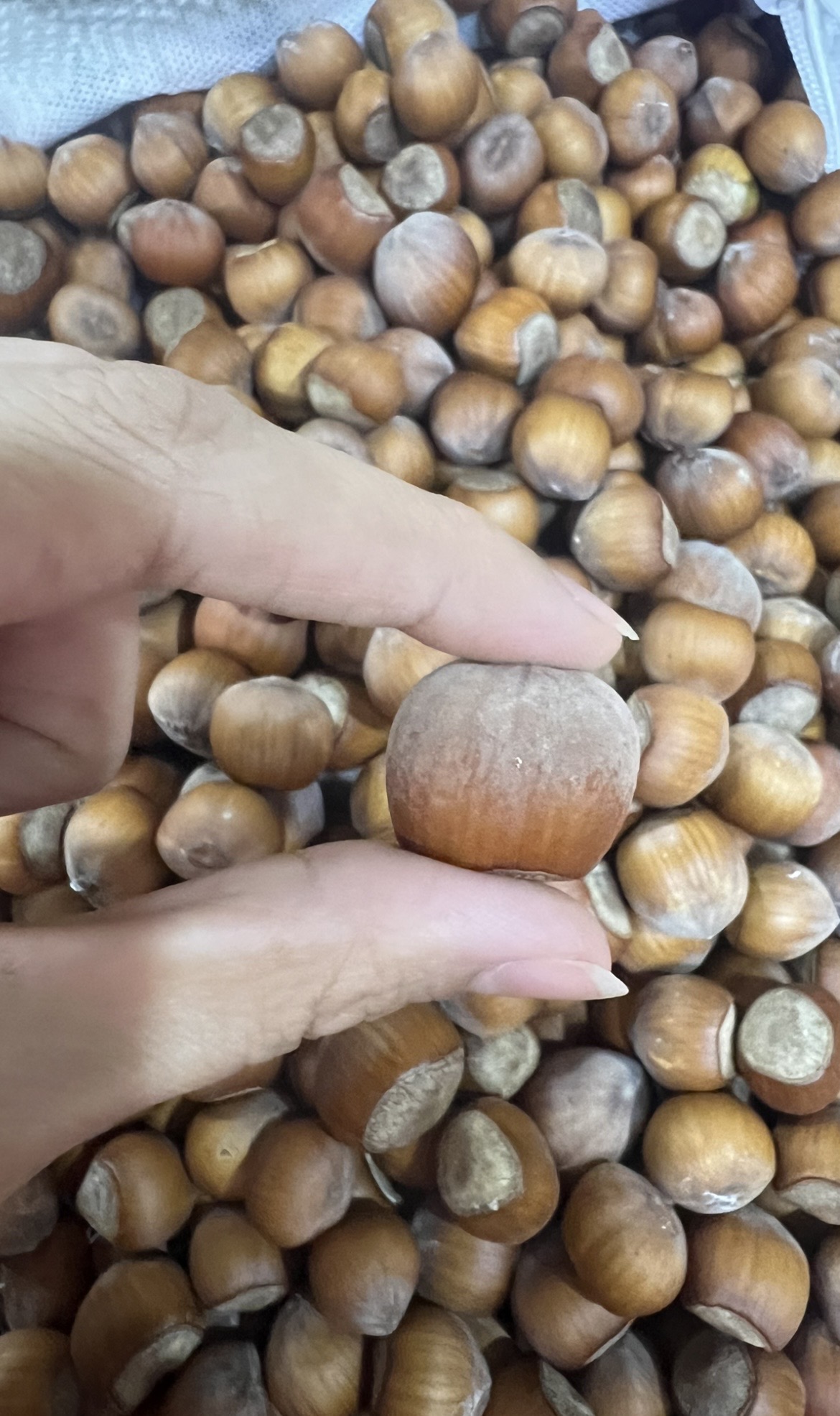 فندق  خام محلی خشک  ارگانیک (۵۰۰ گرم )